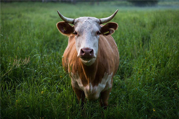 985年属牛是什么牛