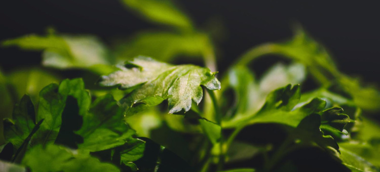 书房放什么植物风水好